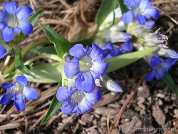 Famous Dahurian Gentian Flowers-kyu718DC0DEsi08