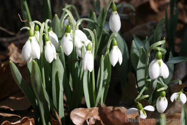 Famous Elwes's Snowdrop Flowers-dft518DEsi013
