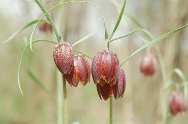 Famous Fritillaria Montana Flowers-try507DCDesi26