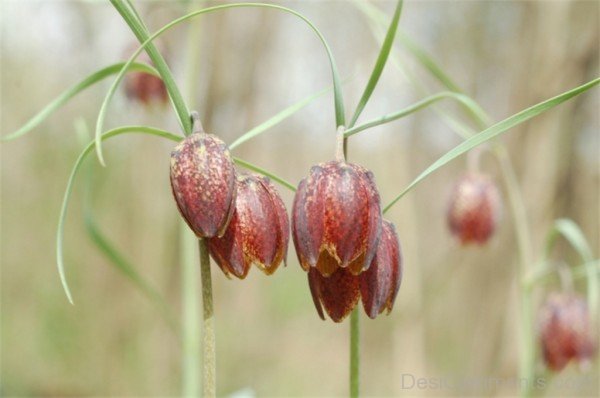 Famous Fritillaria Montana Flowers