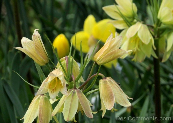 Famous Fritillaria Raddeana Flowers