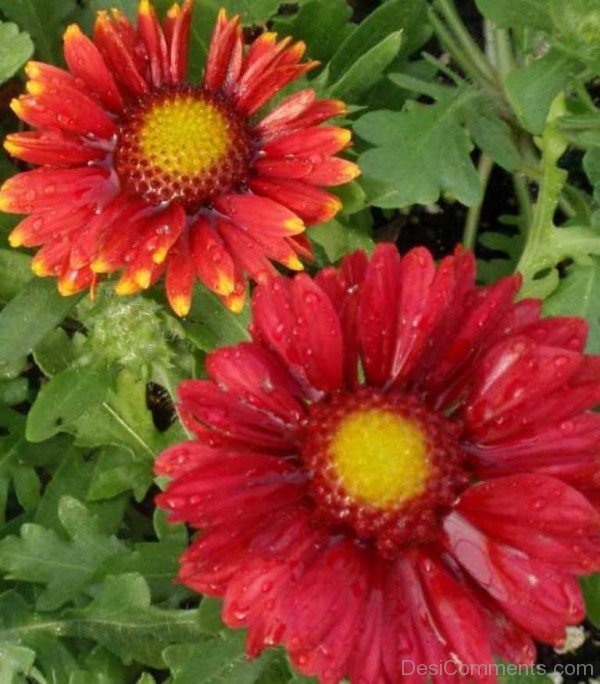 Famous Gaillardia Arizona Flowers-tgb507DC0201