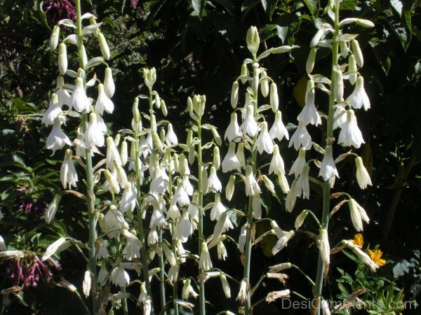 Famous Galtonai Candicans Flowers