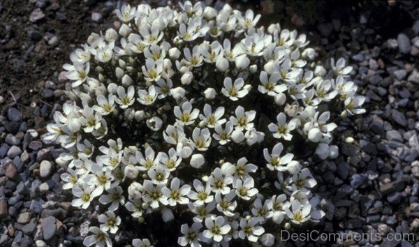 Famous Gentiana Saxosa Flowers