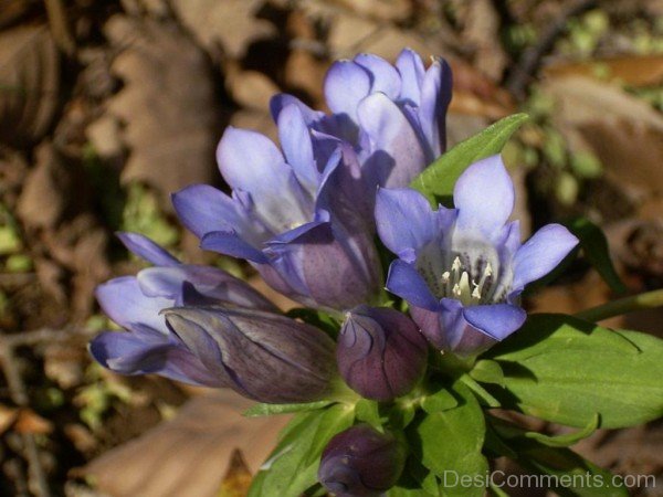 Famous Japanese Gentian