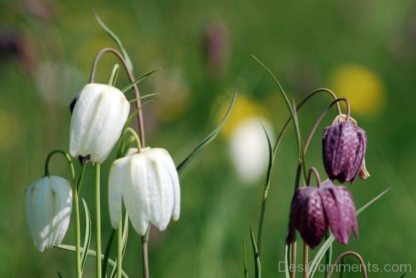 Famous White Snake's Head Fritillary Flowers-xse207DC12324