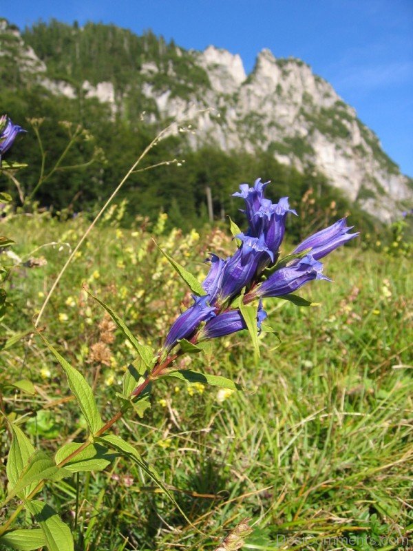 Famous Willow Gentian Flowers