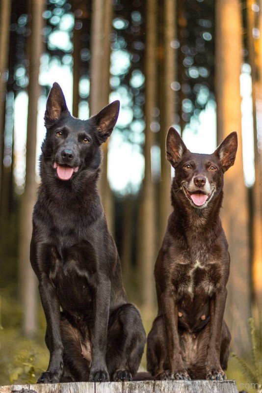 Farmer Dogs