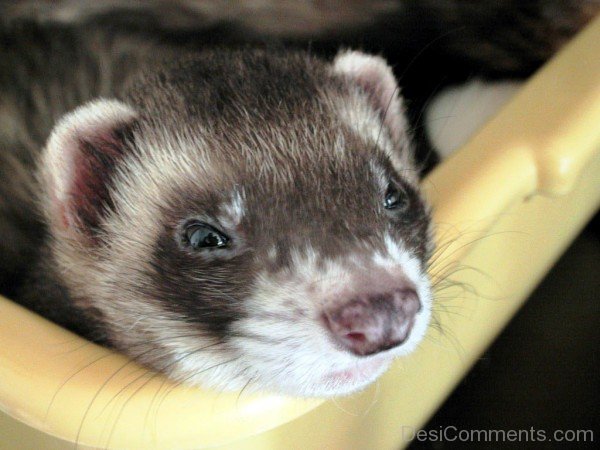 Ferret Closeup-desi06