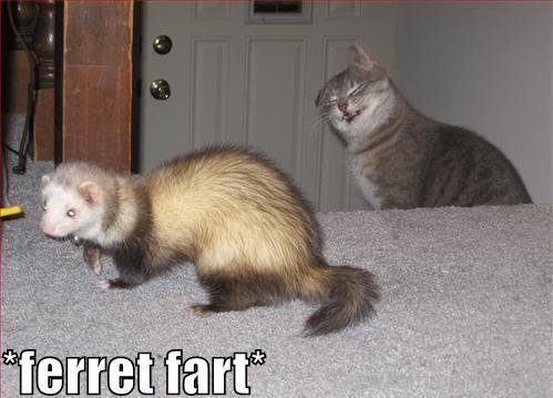 Ferret Fart