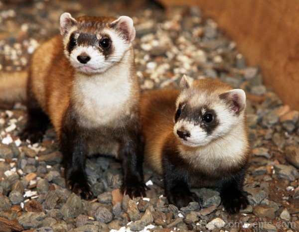 Ferrets On Stones-desi23