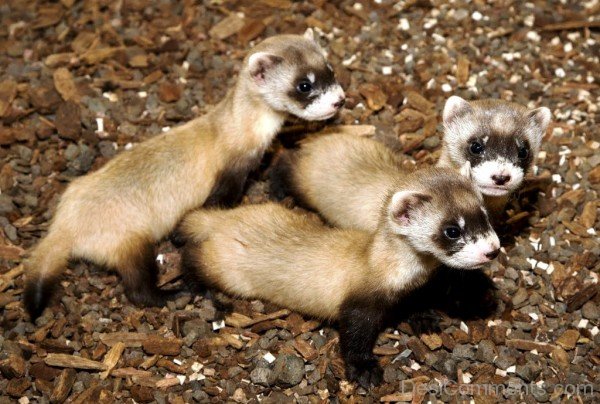 Ferrets Photo-desi24