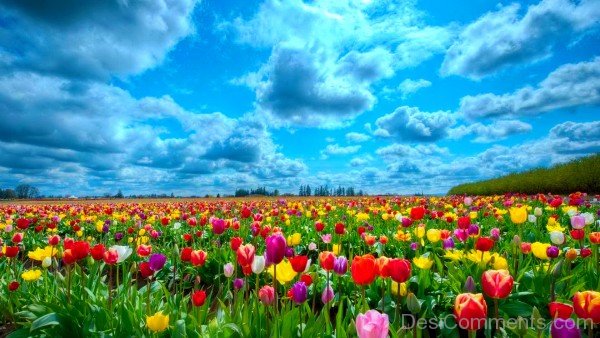 Field Of Tulips