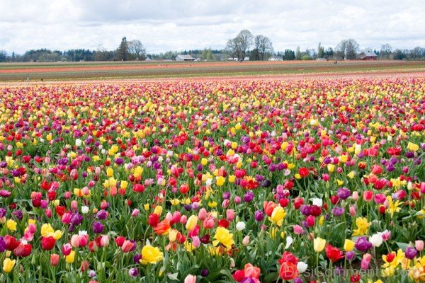 Field Of Tulips Flowers