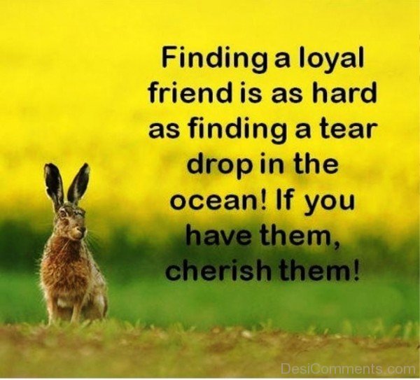 Finding A Loyal Friend Is As Hard As Finding A Tear  Drop In The Ocean-dc099055