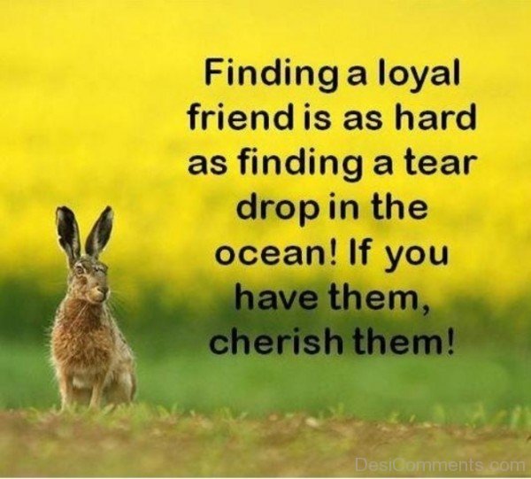 Finding a loyal friend
