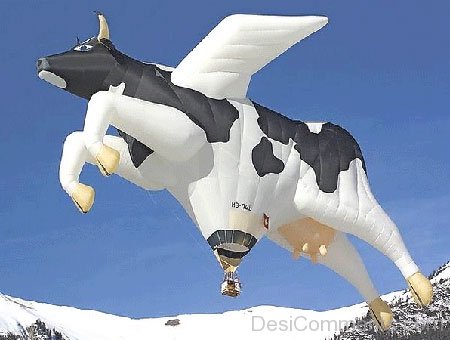 Flying Cow