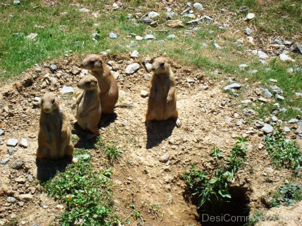 Four Prairie Dogs