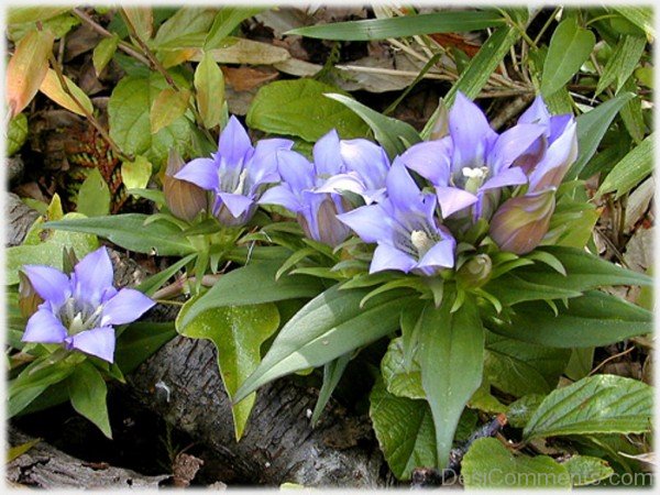 Frame Picture Of Japanese Gentian-jkh609DC0D31