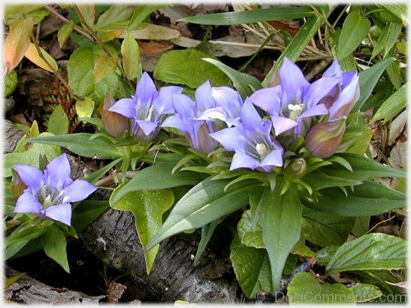Frame Picture Of Japanese Gentian