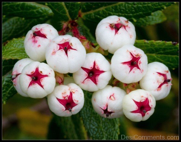 Frame Picture Of Snow Berry Flowers