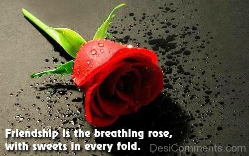 Friendship Is The Breathing Rose