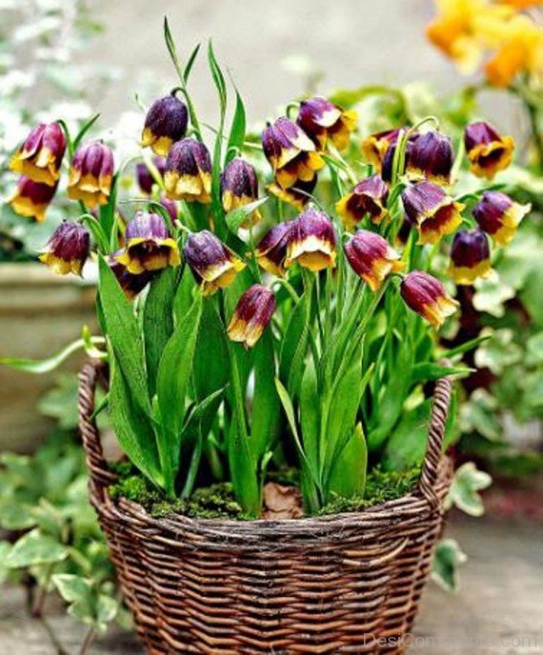 Fritillaria Michailovskyl Flowers In Bucket-yup810DCop13