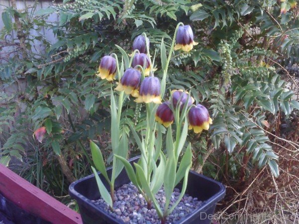 Fritillaria Michailovskyl Flowers In Pot-yup811DCop25