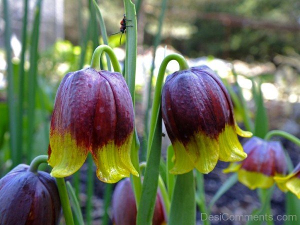 Fritillaria Michailovskyl Flowers Photo-yup812DCop19