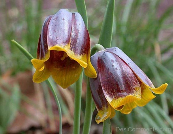 Fritillaria Michailovskyl Flowers Picture-yup813DCop11