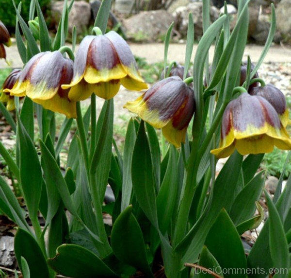 Fritillaria Michailovskyl Flowers With Green Leaves-yup814DCop24