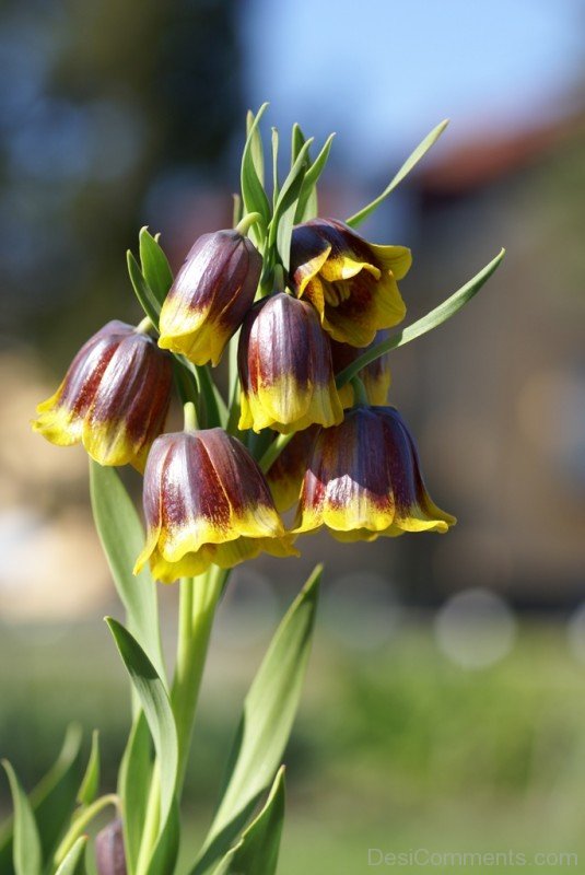 Fritillaria Michailovskyl Flowers-yup815DCop23