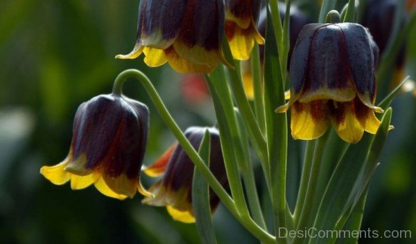 Fritillaria Michailovskyl Photo