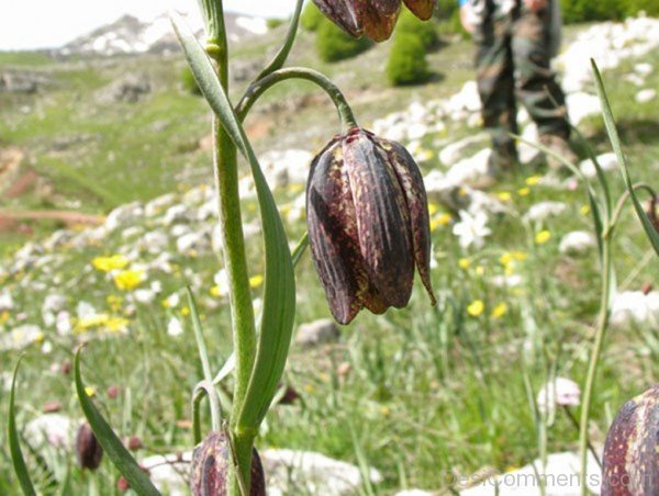 Fritillaria Montana Flower Image
