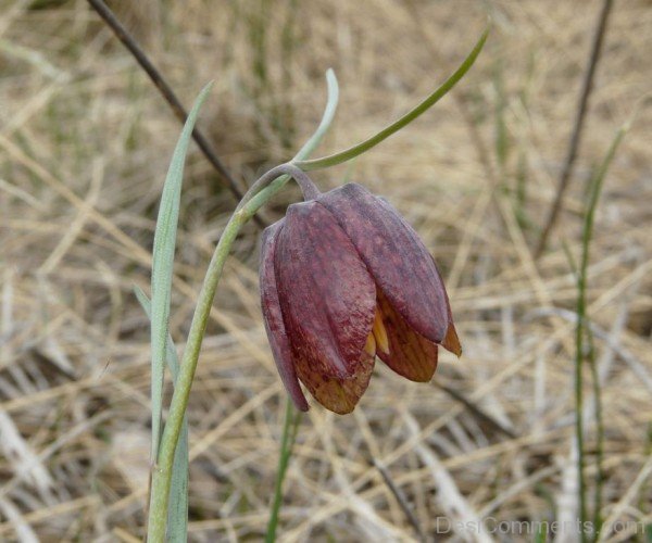 Fritillaria Montana Flower Photo