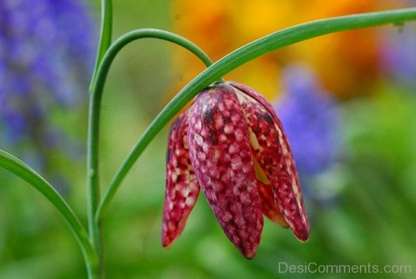 Fritillaria Montana Flower Picture