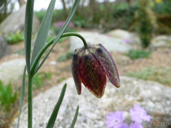 Fritillaria Montana Flower