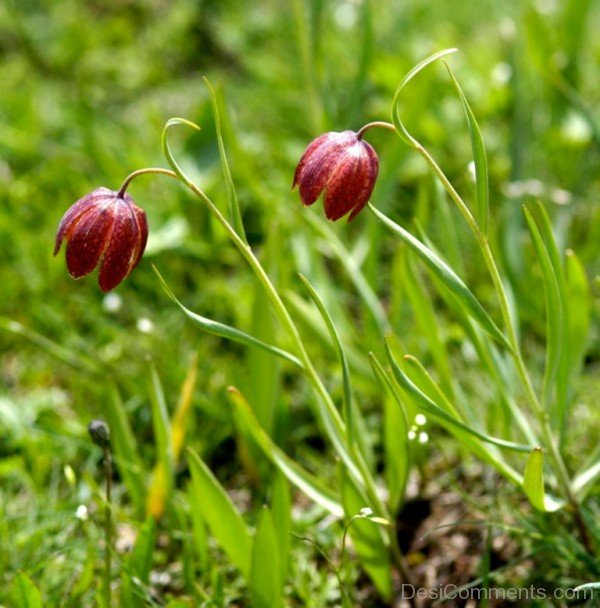 Fritillaria Montana Flowers Image