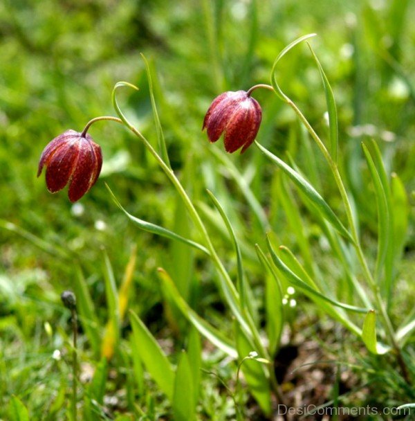 Fritillaria Montana Flowers Image-try512DCDesi13