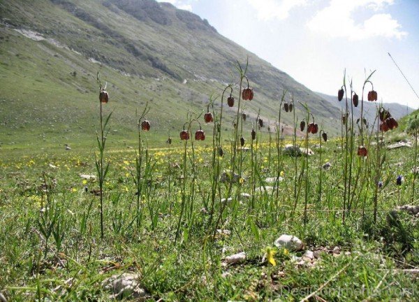 Fritillaria Montana Flowers Photo