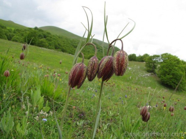 Fritillaria Montana Flowers Picture
