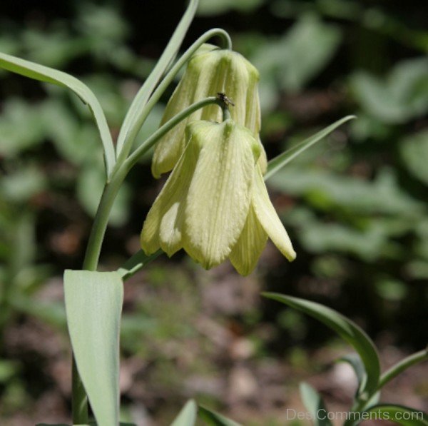 Fritillaria Pallidiflora Flower