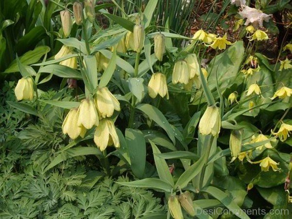 Fritillaria Pallidiflora Flowers With Green Leaves-fgt613DC00DC013