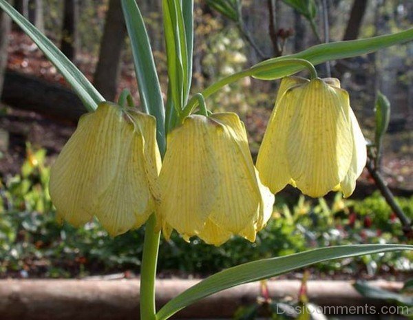 Fritillaria Pallidiflora Flowers-fgt614DC00DC012