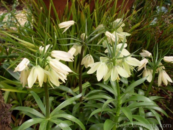 Fritillaria Raddeana Flowers Imagejhy609DC0417