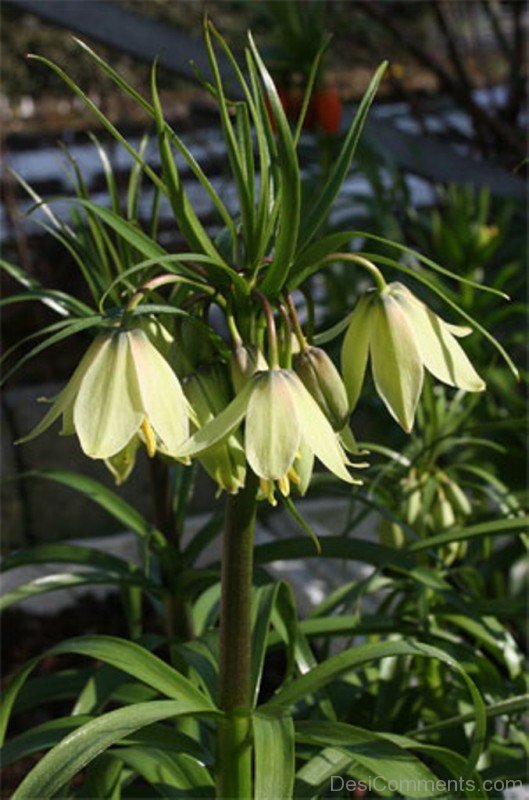 Fritillaria Raddeana Flowers Photojhy610DC0413