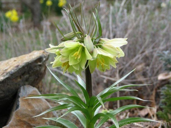 Fritillaria Raddeana Flowers Picturejhy611DC0411