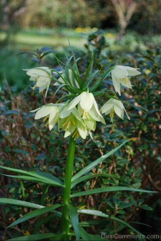 Fritillaria Raddeana Flowersjhy612DC0416