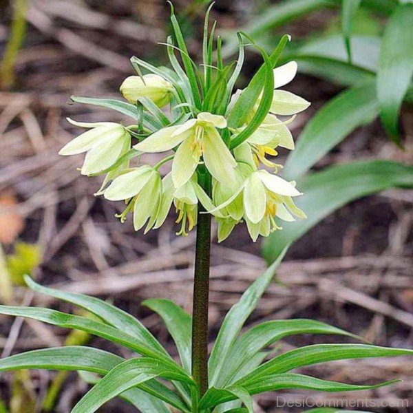 Fritillaria Raddeana Picturejhy615DC0412