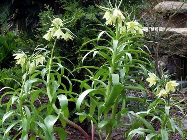 Fritillaria Raddeana With Green Leavesjhy616DC0420